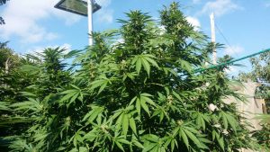 ganja