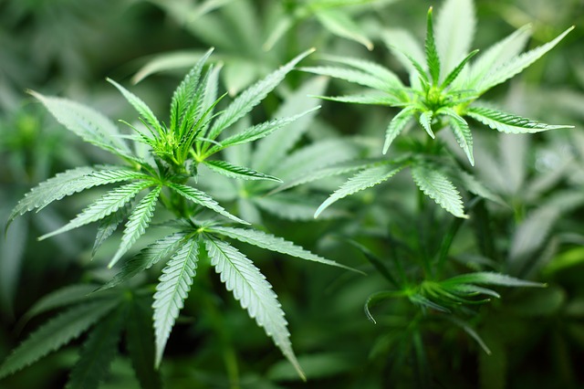 4 Tips for a Branded Merchandise Strategy for the Cannabis Industry